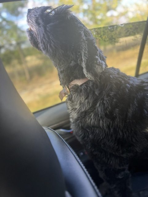 Sascha with her nose lifted to the open car window on a drive