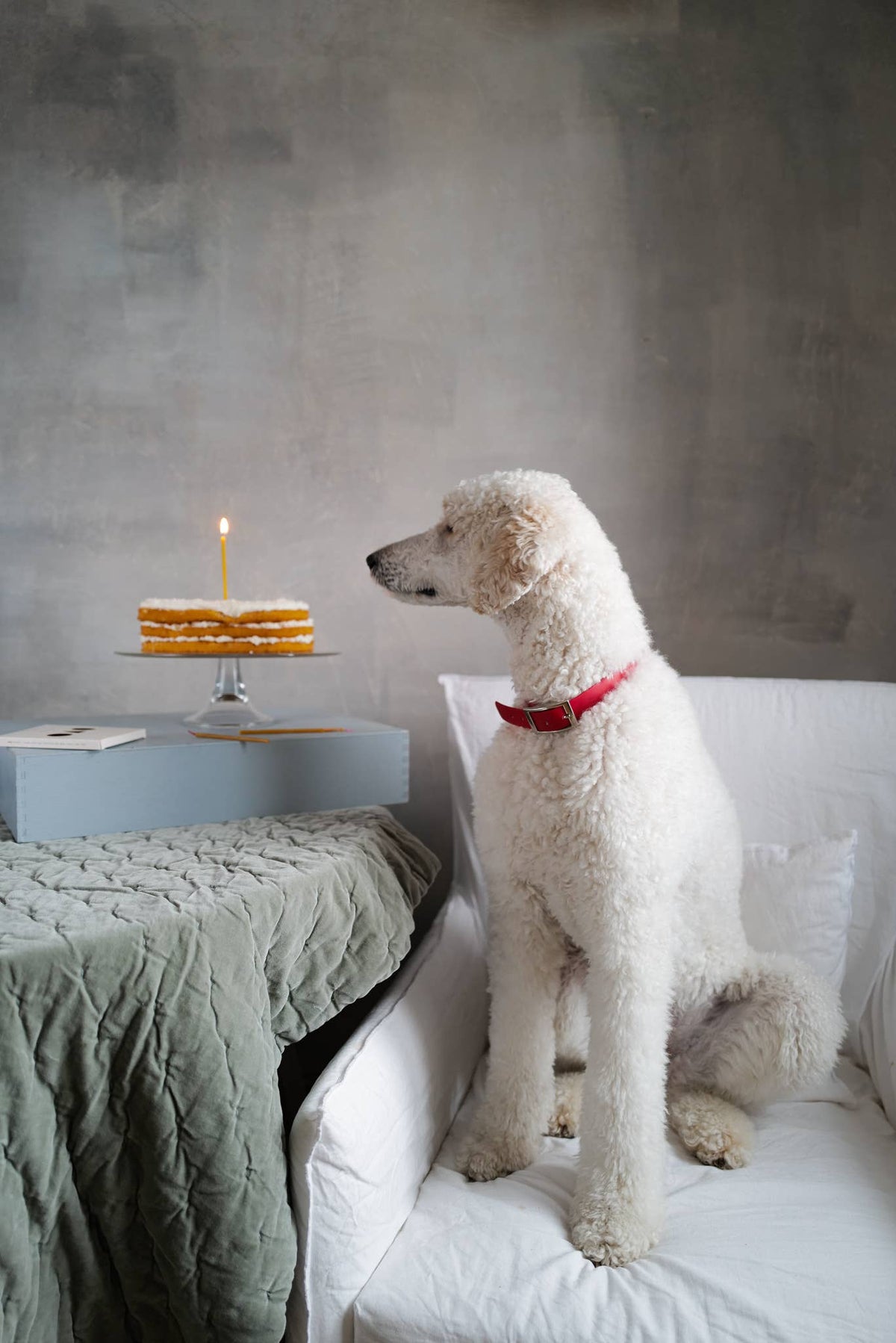A white poodle wearing a red collar sits on a white armchair, looking at a small birthday cake with a single lit beeswax candle on a table against a textured gray wall.
