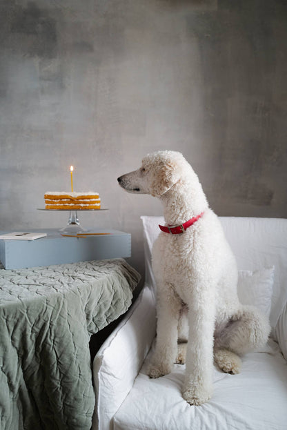 A white poodle wearing a red collar sits on a white armchair, looking at a small birthday cake with a single lit beeswax candle on a table against a textured gray wall.