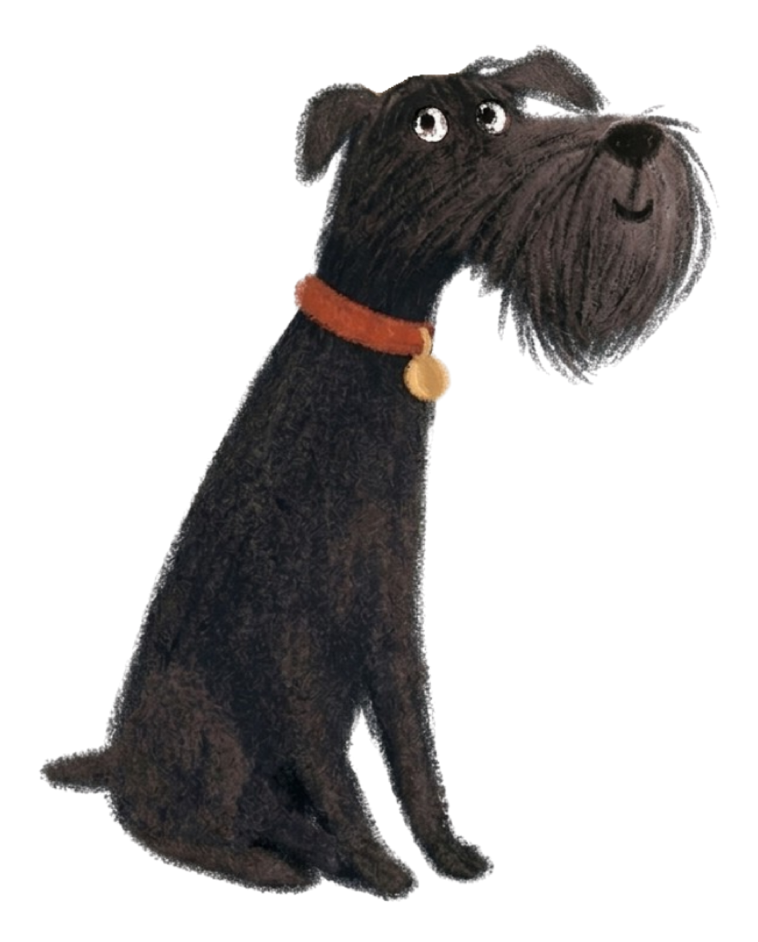 Illustration of Sascha the standard schnauzer dog with a red collar and gold nametag.